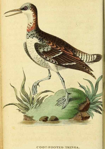 Reproducción/Reproduction 49122387576: The Naturalist's Pocket Magazine or compleat cabinet of the curiosities and beauties of nature.. London.. 