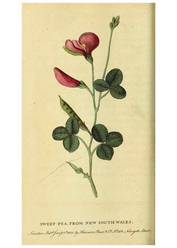 Reproducción/Reproduction 49122575287: The Naturalist's Pocket Magazine or compleat cabinet of the curiosities and beauties of nature.. London.. 