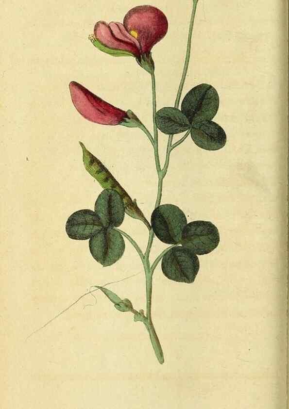 Reproducción/Reproduction 49122575287: The Naturalist's Pocket Magazine or compleat cabinet of the curiosities and beauties of nature.. London.. 