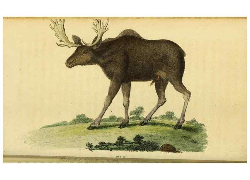 Reproducción/Reproduction 49122575917: The Naturalist's Pocket Magazine or compleat cabinet of the curiosities and beauties of nature.. London.. 