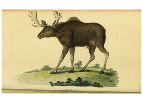 Reproducción/Reproduction 49122575917: The Naturalist's Pocket Magazine or compleat cabinet of the curiosities and beauties of nature.. London.. 