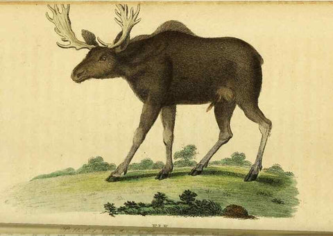 Reproducción/Reproduction 49122575917: The Naturalist's Pocket Magazine or compleat cabinet of the curiosities and beauties of nature.. London.. 