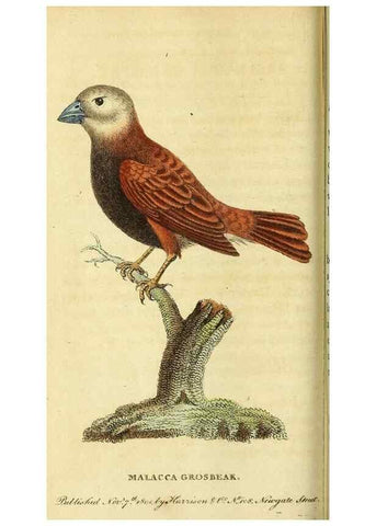 Reproducción/Reproduction 49122389176: The Naturalist's Pocket Magazine or compleat cabinet of the curiosities and beauties of nature.. London.. 