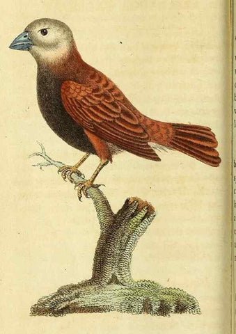 Reproducción/Reproduction 49122389176: The Naturalist's Pocket Magazine or compleat cabinet of the curiosities and beauties of nature.. London.. 