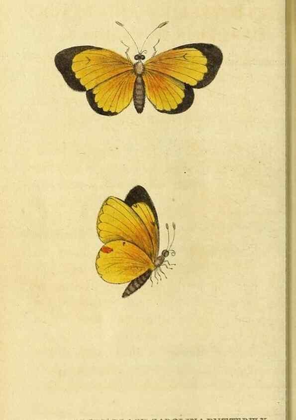 Reproducción/Reproduction 49121886508: The Naturalist's Pocket Magazine or compleat cabinet of the curiosities and beauties of nature.. London.. 