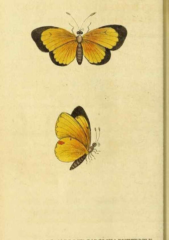 Reproducción/Reproduction 49121886508: The Naturalist's Pocket Magazine or compleat cabinet of the curiosities and beauties of nature.. London.. 