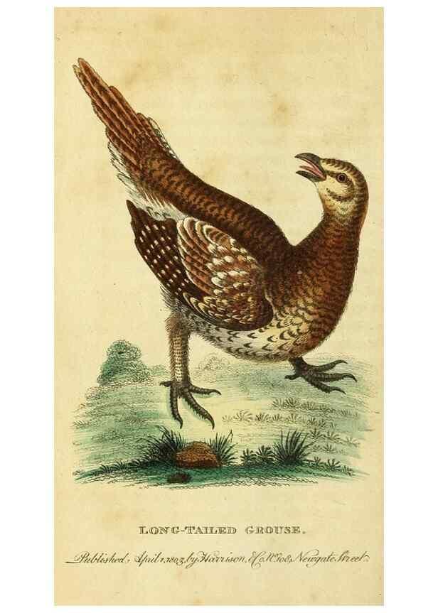 Reproducción/Reproduction 49122401496: The Naturalist's Pocket Magazine or compleat cabinet of the curiosities and beauties of nature.. London.. 