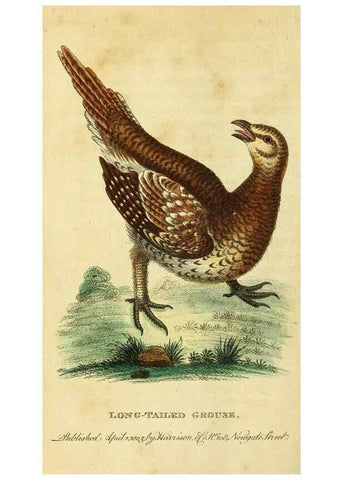 Reproducción/Reproduction 49122401496: The Naturalist's Pocket Magazine or compleat cabinet of the curiosities and beauties of nature.. London.. 