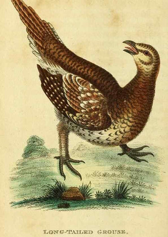 Reproducción/Reproduction 49122401496: The Naturalist's Pocket Magazine or compleat cabinet of the curiosities and beauties of nature.. London.. 