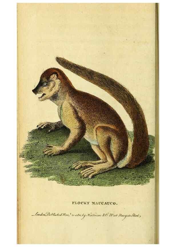 Reproducción/Reproduction 49121887743: The Naturalist's Pocket Magazine or compleat cabinet of the curiosities and beauties of nature.. London.. 