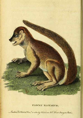 Reproducción/Reproduction 49121887743: The Naturalist's Pocket Magazine or compleat cabinet of the curiosities and beauties of nature.. London.. 