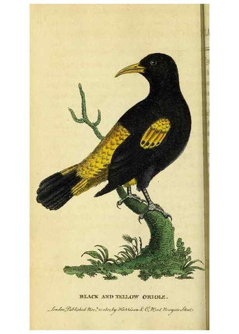 Reproducción/Reproduction 49122578407: The Naturalist's Pocket Magazine or compleat cabinet of the curiosities and beauties of nature.. London.. 