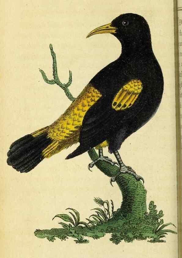 Reproducción/Reproduction 49122578407: The Naturalist's Pocket Magazine or compleat cabinet of the curiosities and beauties of nature.. London.. 
