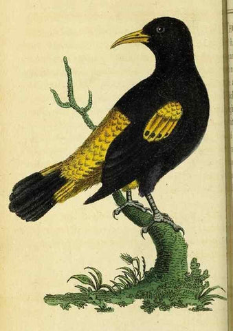 Reproducción/Reproduction 49122578407: The Naturalist's Pocket Magazine or compleat cabinet of the curiosities and beauties of nature.. London.. 