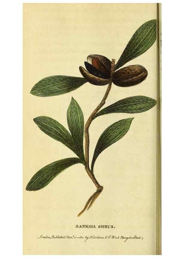 Reproducción/Reproduction 49122578782: The Naturalist's Pocket Magazine or compleat cabinet of the curiosities and beauties of nature.. London.. 