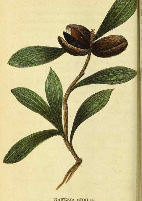 Reproducción/Reproduction 49122578782: The Naturalist's Pocket Magazine or compleat cabinet of the curiosities and beauties of nature.. London.. 