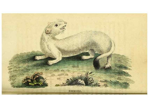 Reproducción/Reproduction 49121888803: The Naturalist's Pocket Magazine or compleat cabinet of the curiosities and beauties of nature.. London.. 