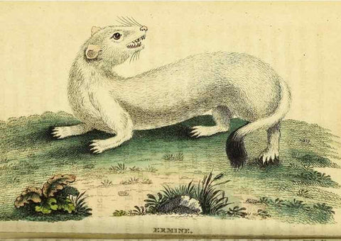 Reproducción/Reproduction 49121888803: The Naturalist's Pocket Magazine or compleat cabinet of the curiosities and beauties of nature.. London.. 