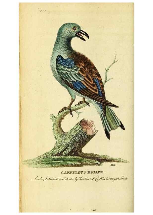 Reproducción/Reproduction 49121889178: The Naturalist's Pocket Magazine or compleat cabinet of the curiosities and beauties of nature.. London.. 