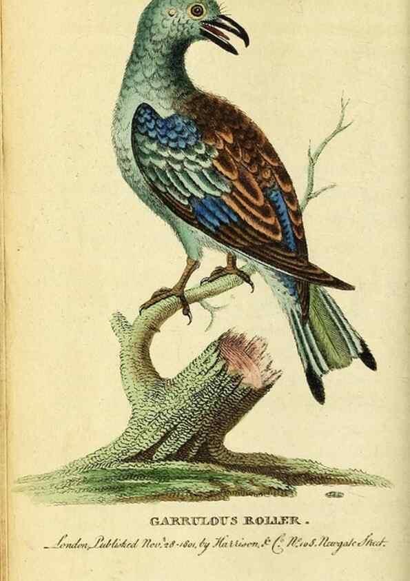 Reproducción/Reproduction 49121889178: The Naturalist's Pocket Magazine or compleat cabinet of the curiosities and beauties of nature.. London.. 
