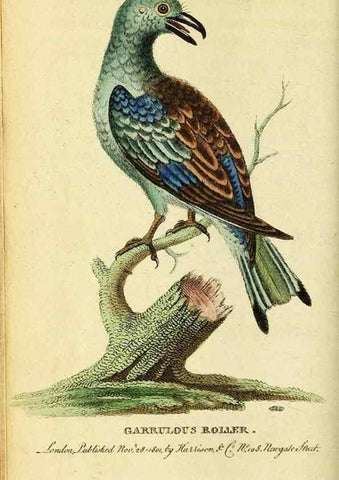 Reproducción/Reproduction 49121889178: The Naturalist's Pocket Magazine or compleat cabinet of the curiosities and beauties of nature.. London.. 