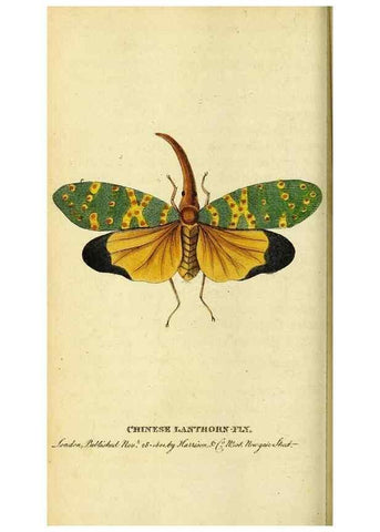 Reproducción/Reproduction 49122392711: The Naturalist's Pocket Magazine or compleat cabinet of the curiosities and beauties of nature.. London.. 
