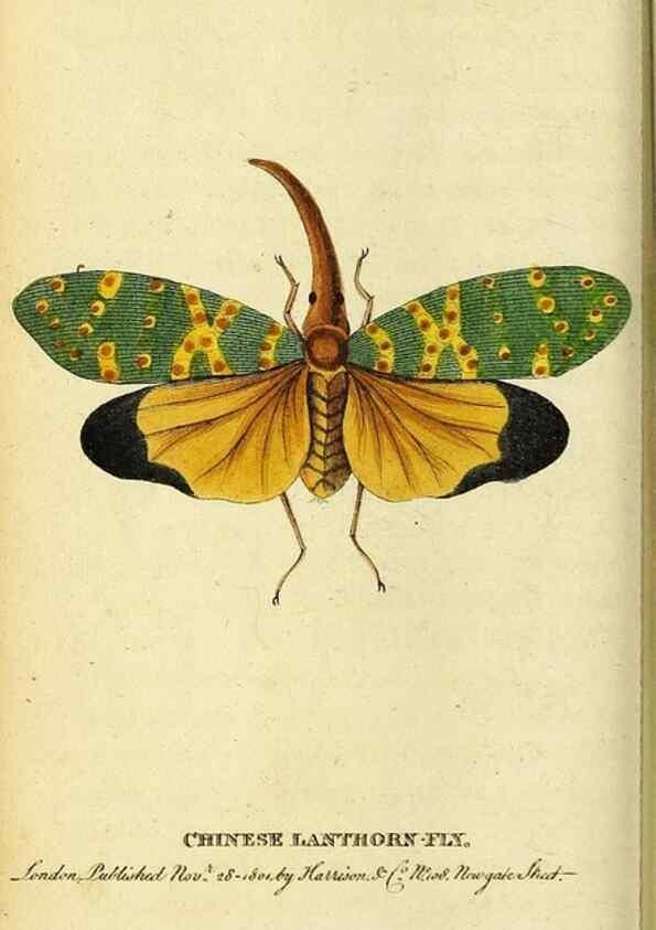 Reproducción/Reproduction 49122392711: The Naturalist's Pocket Magazine or compleat cabinet of the curiosities and beauties of nature.. London.. 