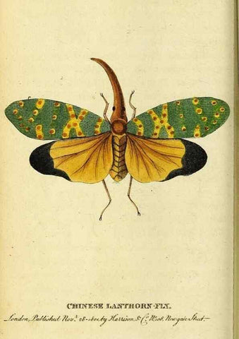 Reproducción/Reproduction 49122392711: The Naturalist's Pocket Magazine or compleat cabinet of the curiosities and beauties of nature.. London.. 
