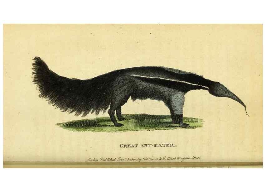 Reproducción/Reproduction 49122393101: The Naturalist's Pocket Magazine or compleat cabinet of the curiosities and beauties of nature.. London.. 