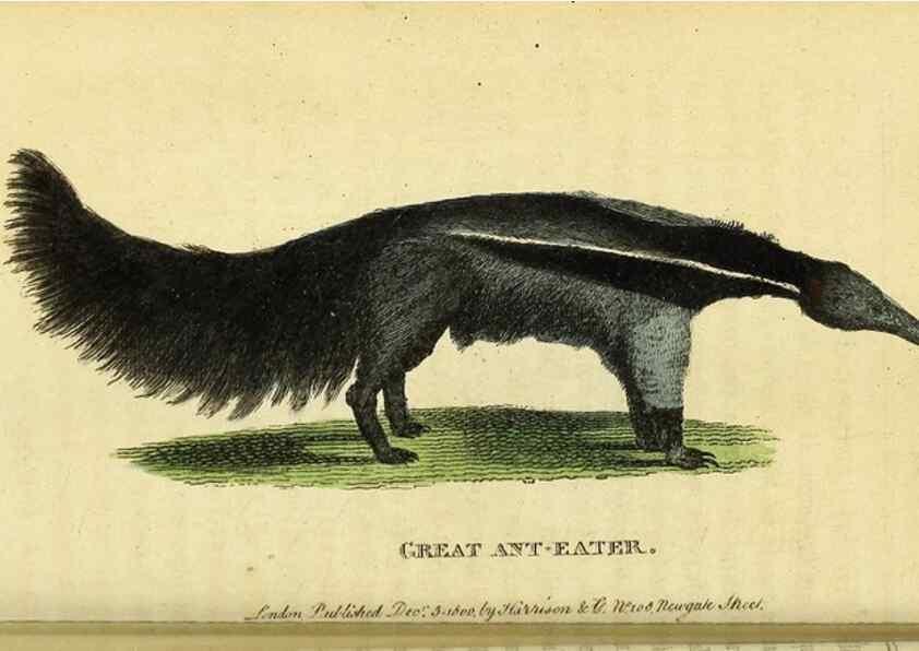 Reproducción/Reproduction 49122393101: The Naturalist's Pocket Magazine or compleat cabinet of the curiosities and beauties of nature.. London.. 