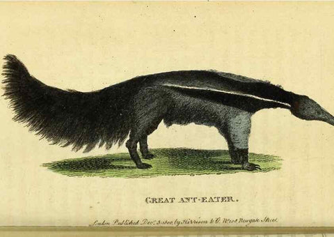 Reproducción/Reproduction 49122393101: The Naturalist's Pocket Magazine or compleat cabinet of the curiosities and beauties of nature.. London.. 