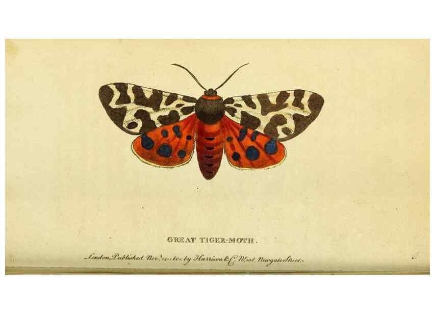 Reproducción/Reproduction 49122577617: The Naturalist's Pocket Magazine or compleat cabinet of the curiosities and beauties of nature.. London.. 