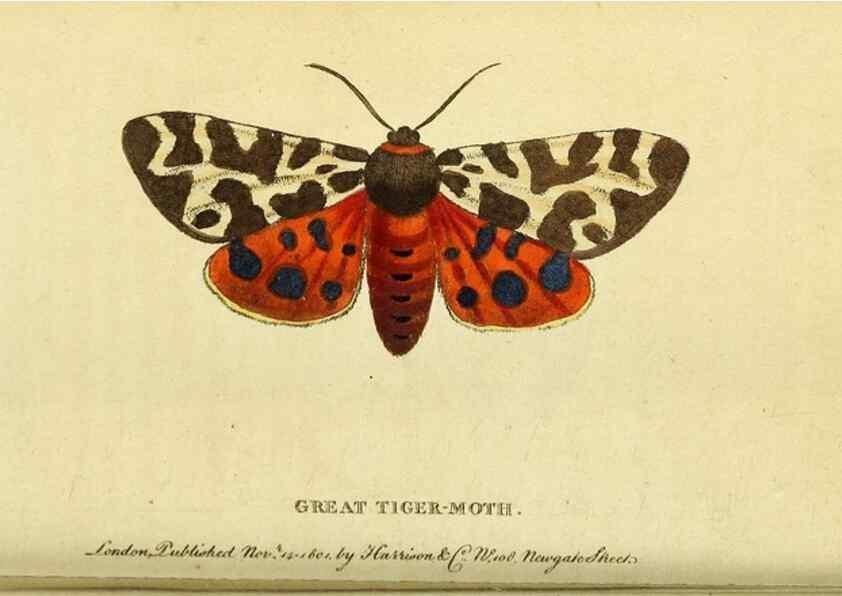 Reproducción/Reproduction 49122577617: The Naturalist's Pocket Magazine or compleat cabinet of the curiosities and beauties of nature.. London.. 