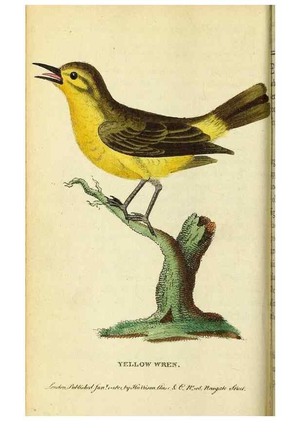 Reproducción/Reproduction 49122386106: The Naturalist's Pocket Magazine or compleat cabinet of the curiosities and beauties of nature.. London.. 