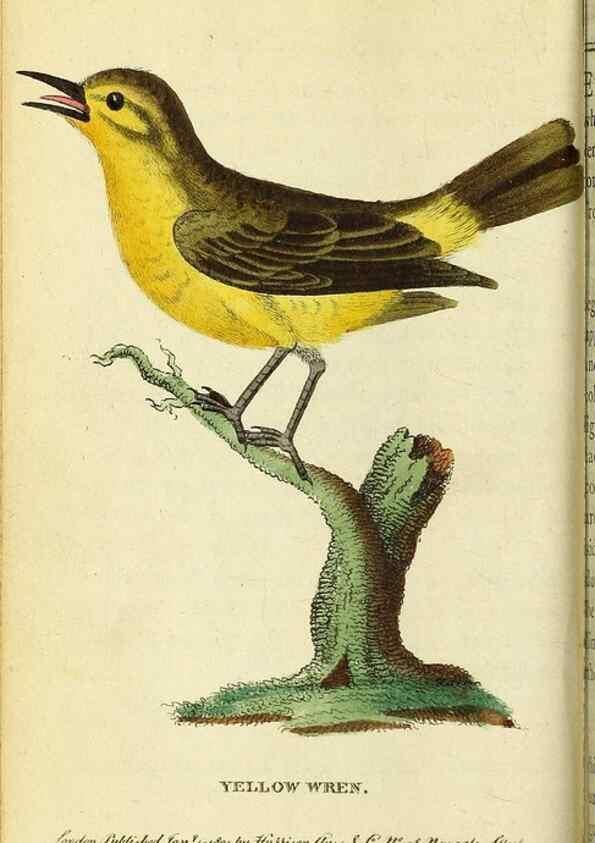 Reproducción/Reproduction 49122386106: The Naturalist's Pocket Magazine or compleat cabinet of the curiosities and beauties of nature.. London.. 
