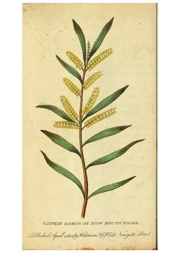 Reproducción/Reproduction 49122401836: The Naturalist's Pocket Magazine or compleat cabinet of the curiosities and beauties of nature.. London.. 