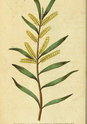 Reproducción/Reproduction 49122401836: The Naturalist's Pocket Magazine or compleat cabinet of the curiosities and beauties of nature.. London.. 