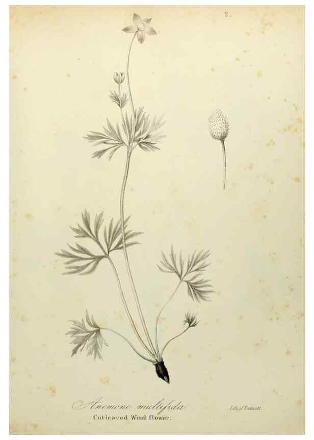 Reproducción/Reproduction 49122132293: A flora of the State of New-York, comprising full descriptions of all the indigenous and naturalized plants hitherto discovered in the state;. Albany,Carroll and Cook, Printers to the Assembly,1843.. 