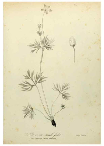 Reproducción/Reproduction 49122132293: A flora of the State of New-York, comprising full descriptions of all the indigenous and naturalized plants hitherto discovered in the state;. Albany,Carroll and Cook, Printers to the Assembly,1843.. 