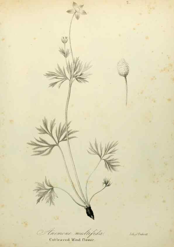 Reproducción/Reproduction 49122132293: A flora of the State of New-York, comprising full descriptions of all the indigenous and naturalized plants hitherto discovered in the state;. Albany,Carroll and Cook, Printers to the Assembly,1843.. 
