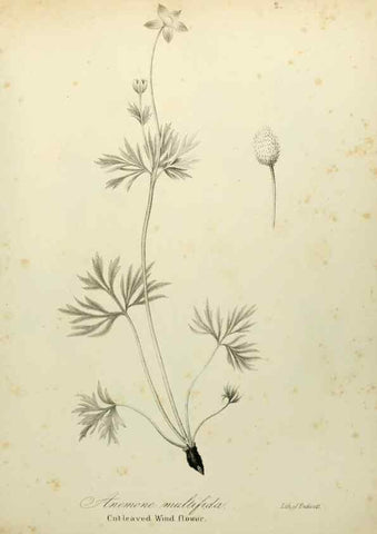 Reproducción/Reproduction 49122132293: A flora of the State of New-York, comprising full descriptions of all the indigenous and naturalized plants hitherto discovered in the state;. Albany,Carroll and Cook, Printers to the Assembly,1843.. 