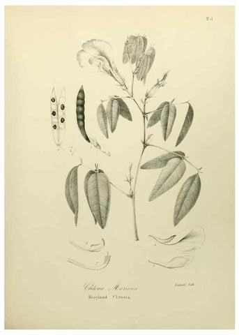 Reproducción/Reproduction 49122139303: A flora of the State of New-York, comprising full descriptions of all the indigenous and naturalized plants hitherto discovered in the state;. Albany,Carroll and Cook, Printers to the Assembly,1843.. 