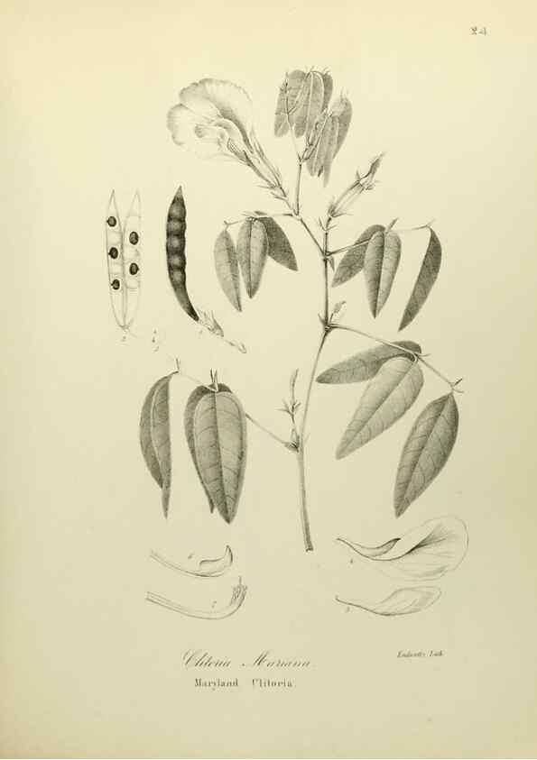Reproducción/Reproduction 49122139303: A flora of the State of New-York, comprising full descriptions of all the indigenous and naturalized plants hitherto discovered in the state;. Albany,Carroll and Cook, Printers to the Assembly,1843.. 