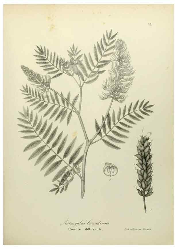 Reproducción/Reproduction 49122829067: A flora of the State of New-York, comprising full descriptions of all the indigenous and naturalized plants hitherto discovered in the state;. Albany,Carroll and Cook, Printers to the Assembly,1843.. 