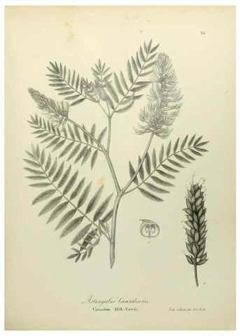 Reproducción/Reproduction 49122829067: A flora of the State of New-York, comprising full descriptions of all the indigenous and naturalized plants hitherto discovered in the state;. Albany,Carroll and Cook, Printers to the Assembly,1843.. 