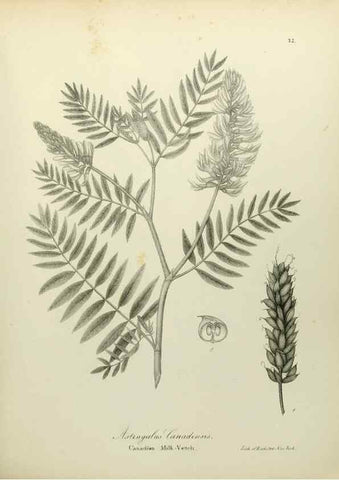 Reproducción/Reproduction 49122829067: A flora of the State of New-York, comprising full descriptions of all the indigenous and naturalized plants hitherto discovered in the state;. Albany,Carroll and Cook, Printers to the Assembly,1843.. 