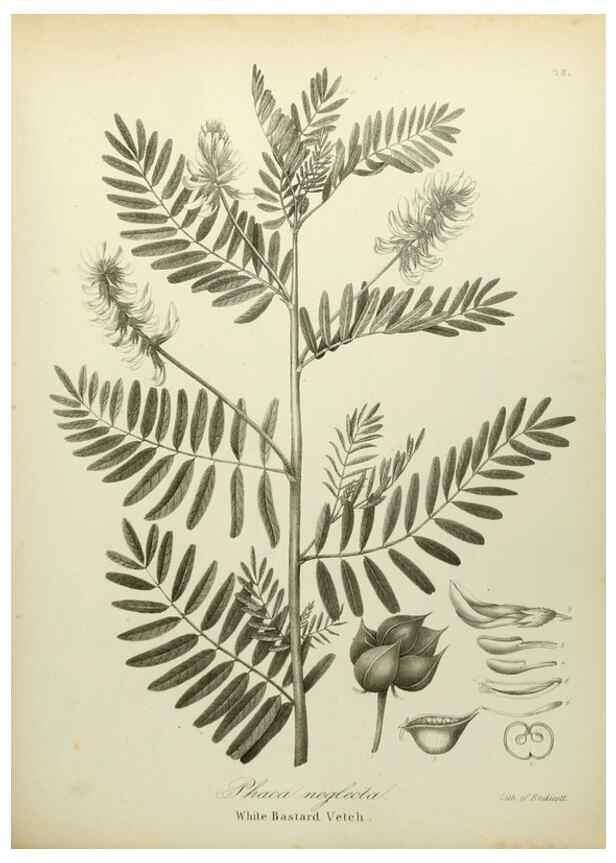 Reproducción/Reproduction 49122829507: A flora of the State of New-York, comprising full descriptions of all the indigenous and naturalized plants hitherto discovered in the state;. Albany,Carroll and Cook, Printers to the Assembly,1843.. 