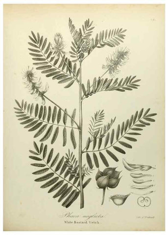 Reproducción/Reproduction 49122829507: A flora of the State of New-York, comprising full descriptions of all the indigenous and naturalized plants hitherto discovered in the state;. Albany,Carroll and Cook, Printers to the Assembly,1843.. 