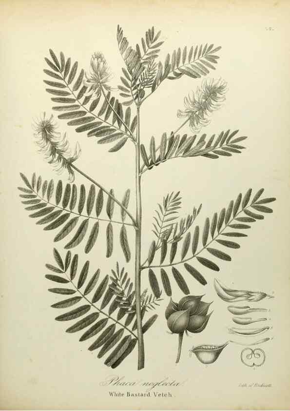 Reproducción/Reproduction 49122829507: A flora of the State of New-York, comprising full descriptions of all the indigenous and naturalized plants hitherto discovered in the state;. Albany,Carroll and Cook, Printers to the Assembly,1843.. 