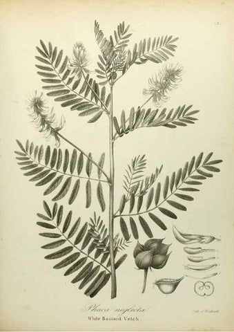 Reproducción/Reproduction 49122829507: A flora of the State of New-York, comprising full descriptions of all the indigenous and naturalized plants hitherto discovered in the state;. Albany,Carroll and Cook, Printers to the Assembly,1843.. 